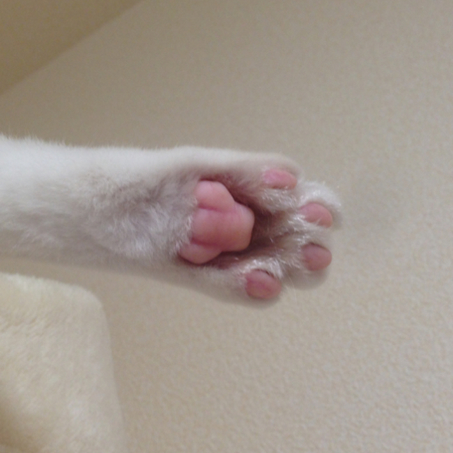 necoyan0808のカバー写真