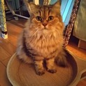 メイサ4歳★大人しい長毛の美人にゃん