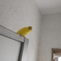 おしゃべりセキセイインコ