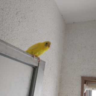 おしゃべりセキセイインコ