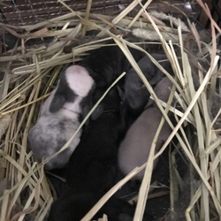 「生後5日目のうさぎの赤ちゃん達♡」サムネイル2