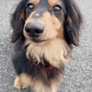 ブラックタンアイドル顔のジル君トライアル中です