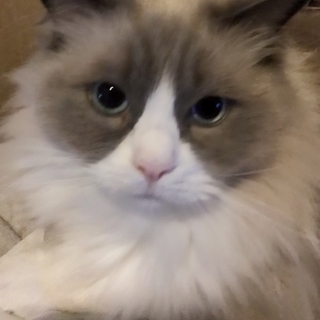 血統書付き去勢済み3歳♂再募集です。