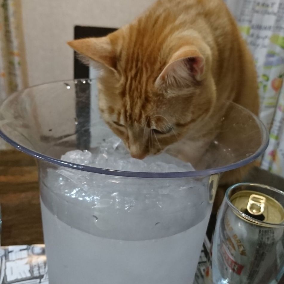 サスケのカバー写真