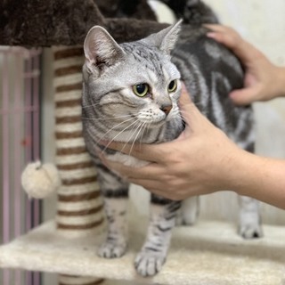 アメリカンショートヘア4歳