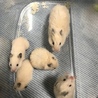 ✼キンクマ×長毛ホワイトハムスター✼ サムネイル2