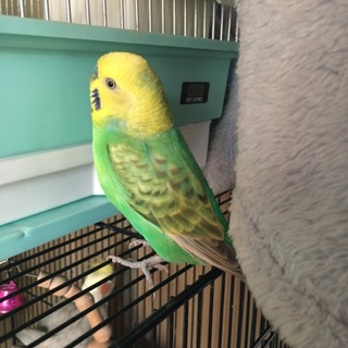 セキセイインコ3匹里親様募集！