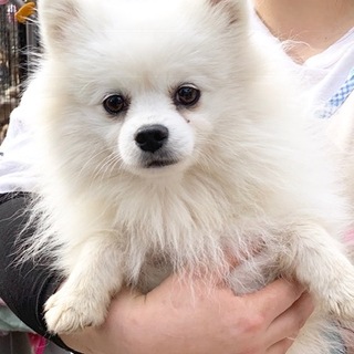 ★701　可愛いポメラニアンです。
