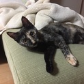 サビ猫7ヶ月メス猫の家族募集
