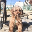 とっても甘えん坊で小さなトイプードルのララちゃん