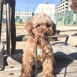 とっても甘えん坊で小さなトイプードルのララちゃん