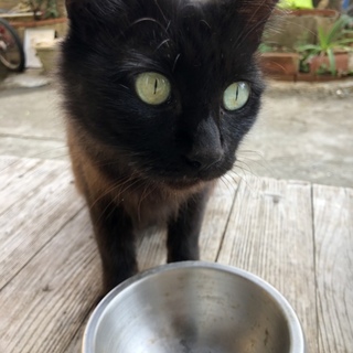 愛情深くおとなしい黒猫ちゃん☆