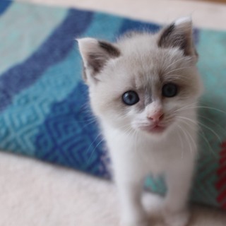 白黒の兄妹猫さん、2カ月半