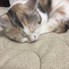 玄澤
