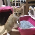保護猫生後1ヶ月半