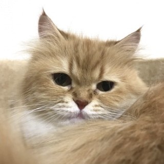 ペルシャのビューティちゃん