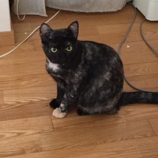 サビネコ みいちゃんの里親募集中