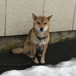 緊急募集です!! 血統書付きの柴犬です。