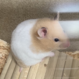 カラーハムスター（クリームバンド、クリーム✖️白）