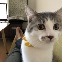 くくる