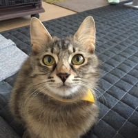 カディナ