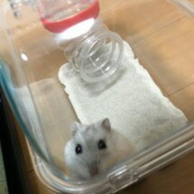 とりまるAAAのカバー写真