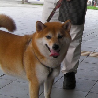 血統書付き☆柴犬の男の子（柴犬飼育経験者の方）