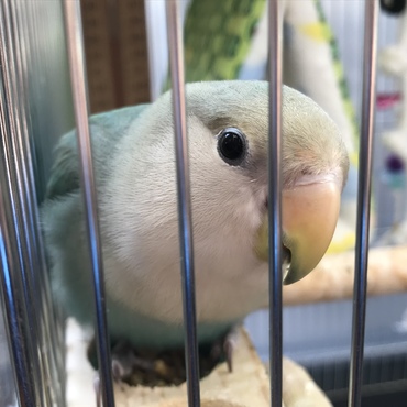 鼻の上に微かにですが杏色の羽が出てきました(´v｀o)