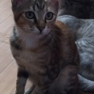 やっちゃんの里親募集中