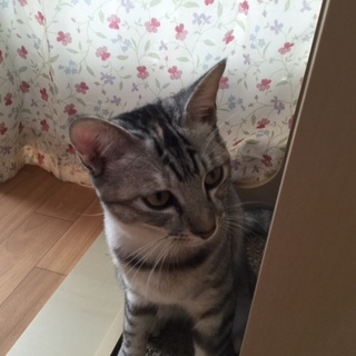 サバトラ　こいちゃんの里親募集中