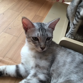 サバトラ　うすちゃんの里親募集中