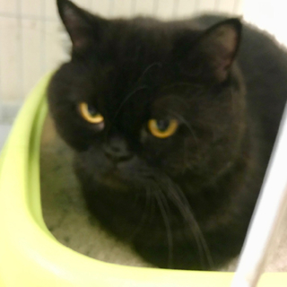 エキゾティックショートヘア♂甘ったれのトト君