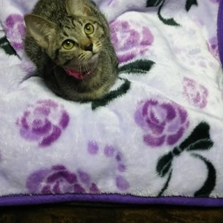 お膝大好き☆元気姫