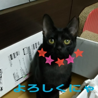 ジジみたい？膝乗りにゃんこ