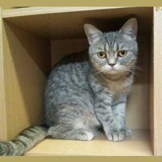 ブリティッシュのあわもりちゃん