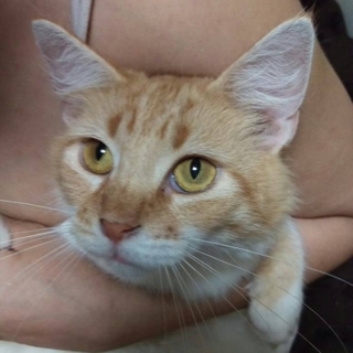 ブリード引退の猫の里親募集