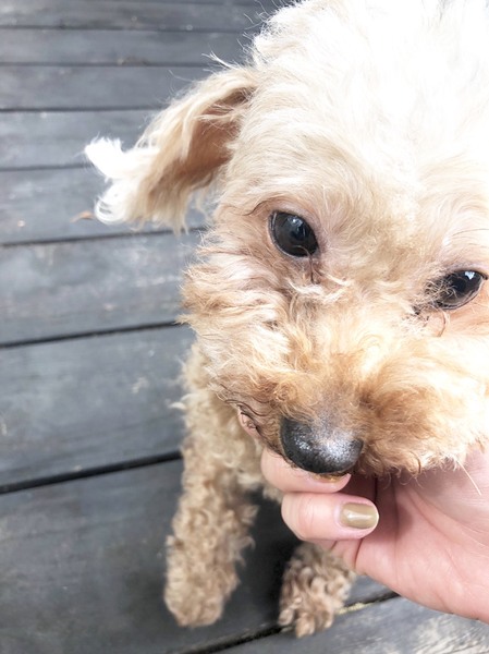 少し臆病だけど人が大好き 愛知県 犬の里親募集 23 ペットのおうち 月間利用者150万人