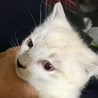 ペルシャミックス？な長毛系子猫♀ライラちゃん サムネイル2