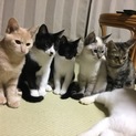里親募集。