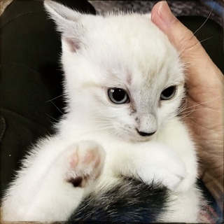 ペルシャミックス？な長毛系子猫♀ライラちゃん