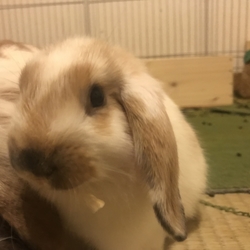 2ヶ月の赤ちゃんウサギ