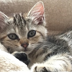 猫の譲渡会−＊縁会（えんかい）＊ー