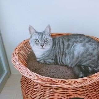 甘えん坊のミーシャ♪