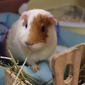 もうすぐ2歳のモルモット♀です。