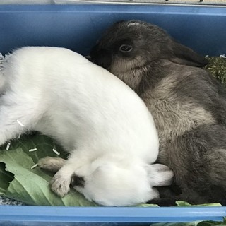 白ウサギさんの里親様を募集します