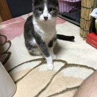 モコ