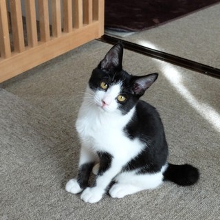 幸せを呼ぶ鉤シッポのハチワレくん