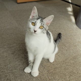 黒い鼻がチャームポイントのサバ白くん