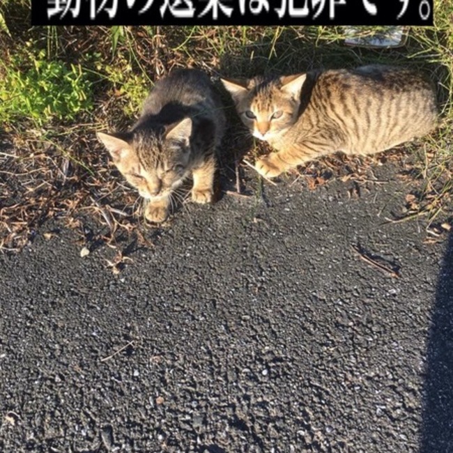 アニマルコンタクトのカバー写真