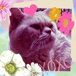 アメショーの男の子